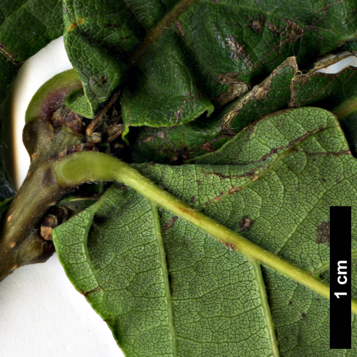 High resolution image: Family: Fagaceae - Genus: Quercus - Taxon: wutaishanica 